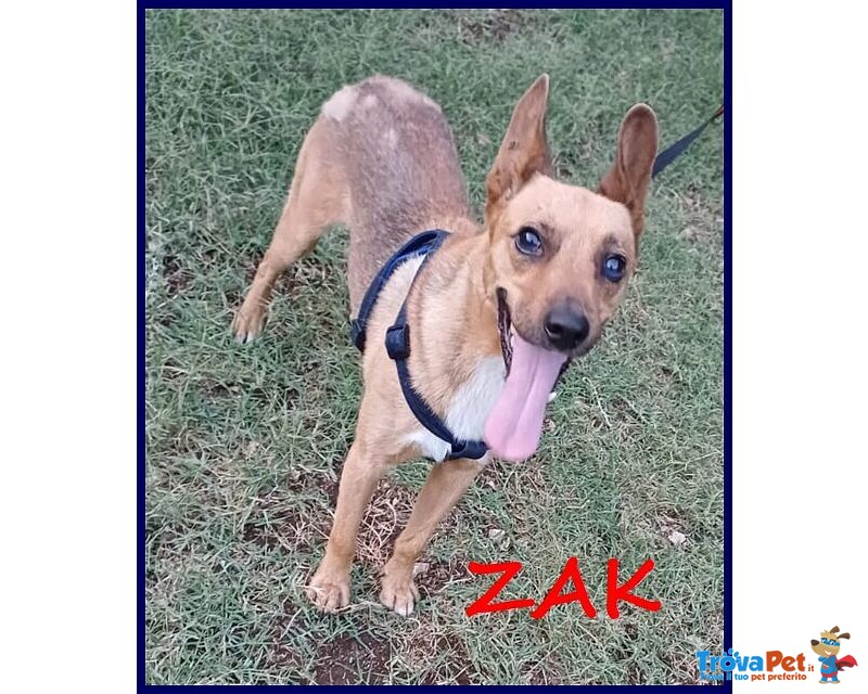 Zak 8anni Bravo - 12kg - non Interessa Più! - Foto n. 1