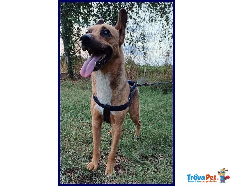 Zak 8anni Bravo - 12kg - non Interessa Più! - Foto n. 3