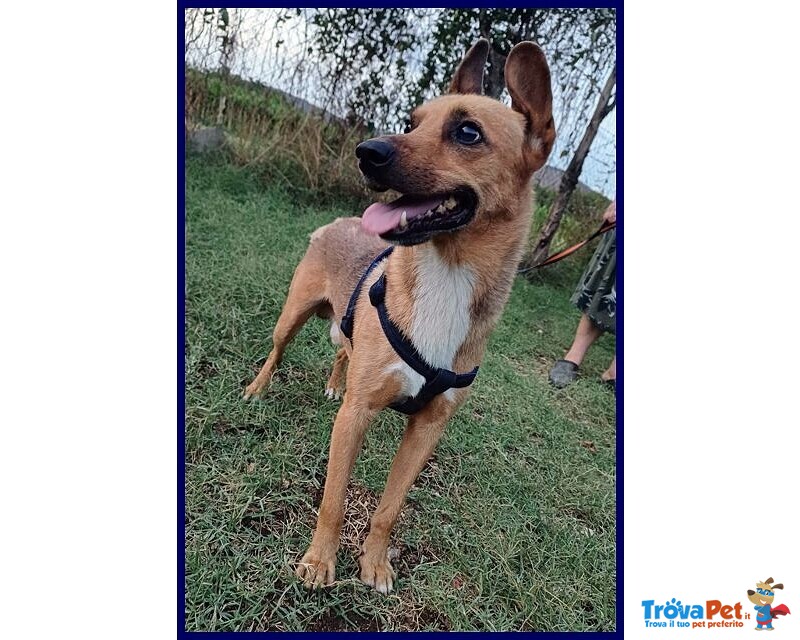 Zak 8anni Bravo - 12kg - non Interessa Più! - Foto n. 4