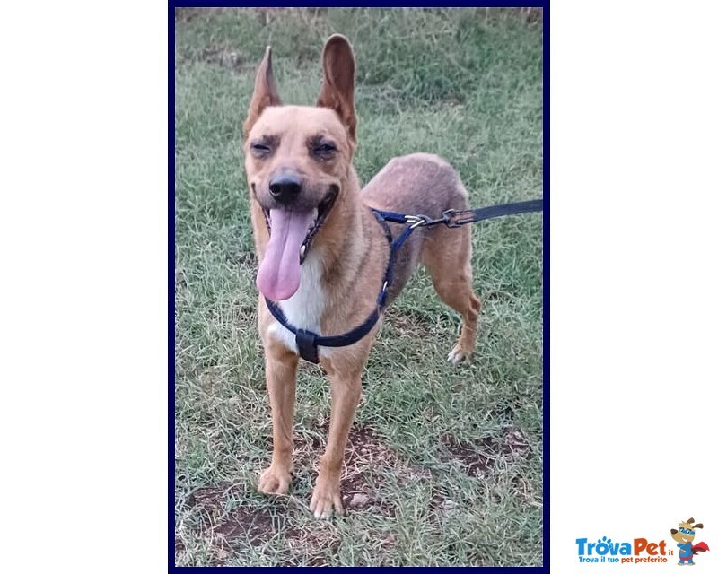 Zak 8anni Bravo - 12kg - non Interessa Più! - Foto n. 5