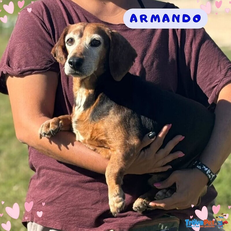 Armando Dolce e Gentile Cerca Adozione - 8 anni 9 kg :) - Foto n. 1