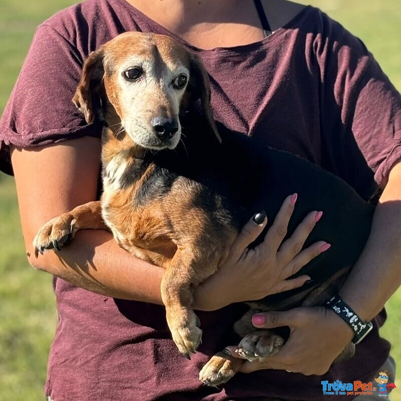 Armando Dolce e Gentile Cerca Adozione - 8 anni 9 kg :) - Foto n. 2