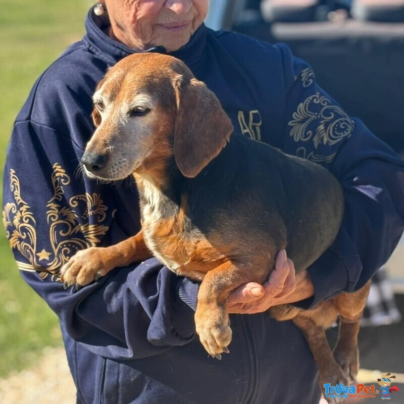 Armando Dolce e Gentile Cerca Adozione - 8 anni 9 kg :) - Foto n. 4