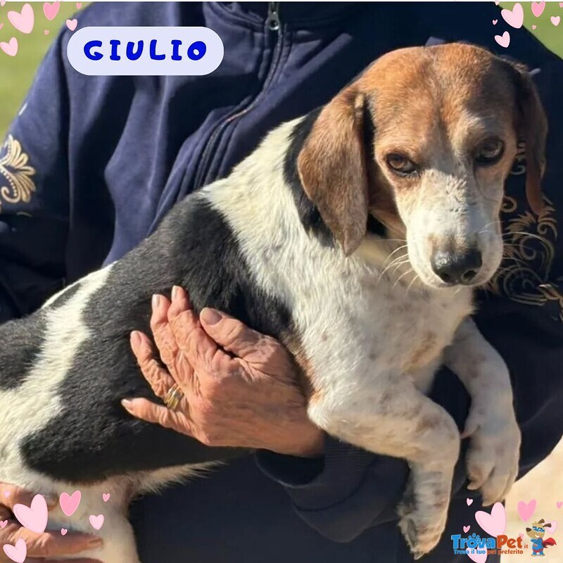 Giulio Dolce Cagnolino Incrocio Beagle jack Russell Cerca Casa - Foto n. 1