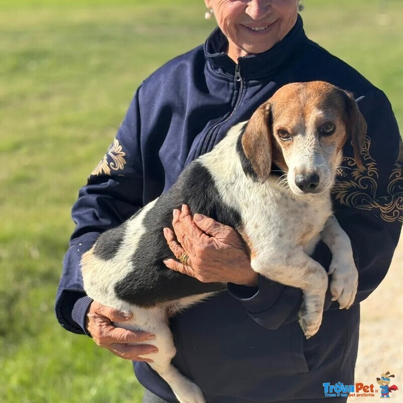 Giulio Dolce Cagnolino Incrocio Beagle jack Russell Cerca Casa - Foto n. 4