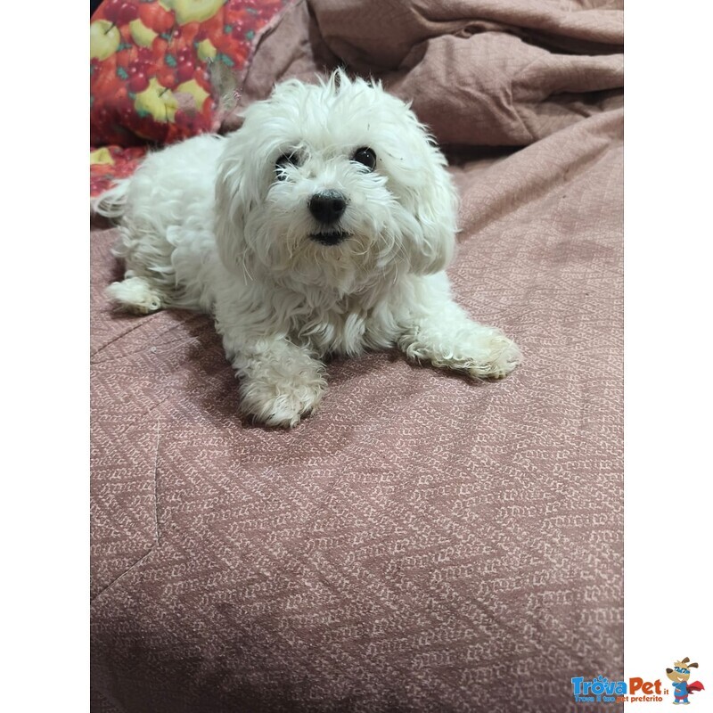 Maltese in Regalo Adozione - Foto n. 2