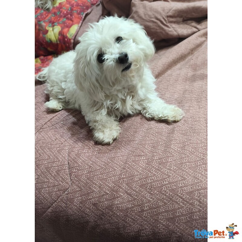 Maltese in Regalo Adozione - Foto n. 3