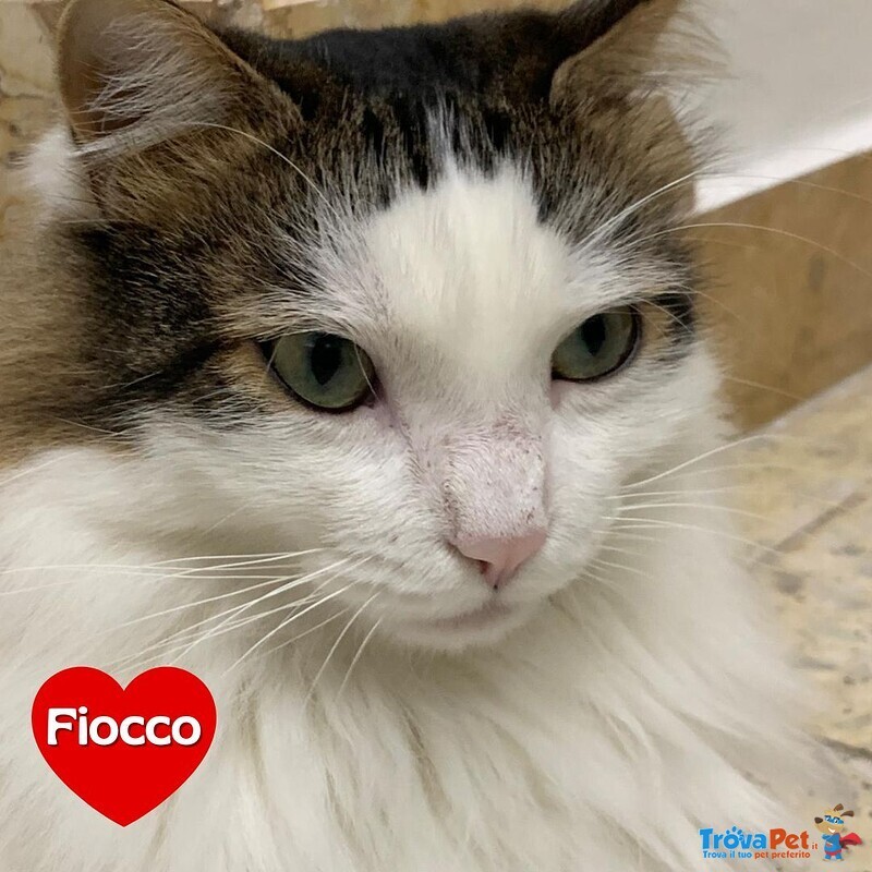 Fiocco Micione 2 anni Cerca casa - Adozione Latina - Foto n. 1