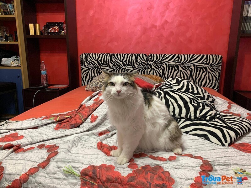 Fiocco Micione 2 anni Cerca casa - Adozione Latina - Foto n. 3