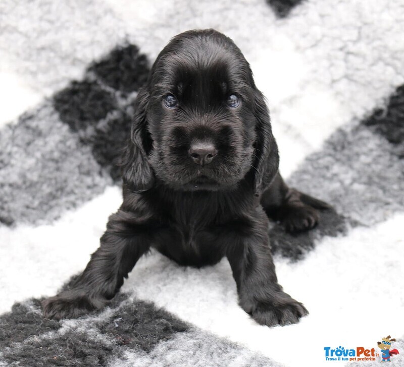 Cuccioli di Cocker Spaniel Inglese con Pedigree - Foto n. 3
