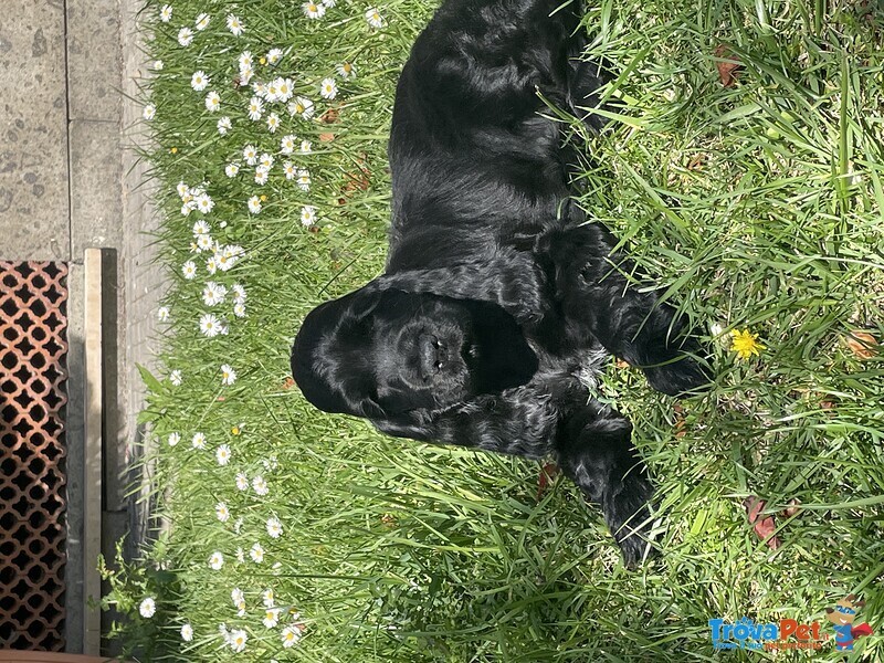 Cuccioli di Cocker Spaniel Inglese con Pedigree - Foto n. 4