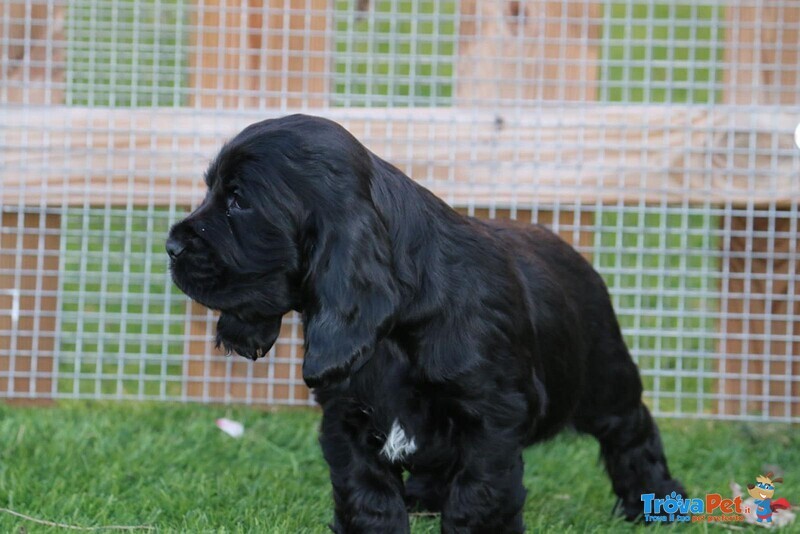 Cuccioli di Cocker Spaniel Inglese con Pedigree - Foto n. 5