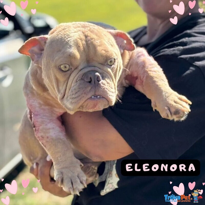 Eleonora - American Bully Pocket - 1 anno Cerca Casa - Foto n. 1