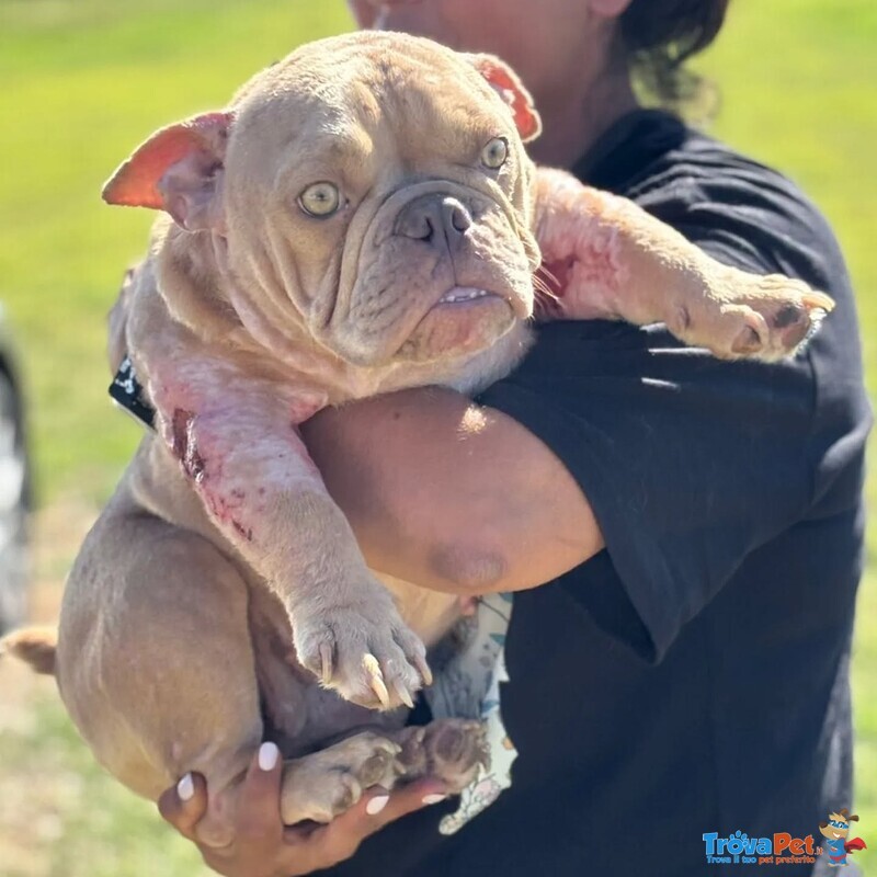 Eleonora - American Bully Pocket - 1 anno Cerca Casa - Foto n. 2