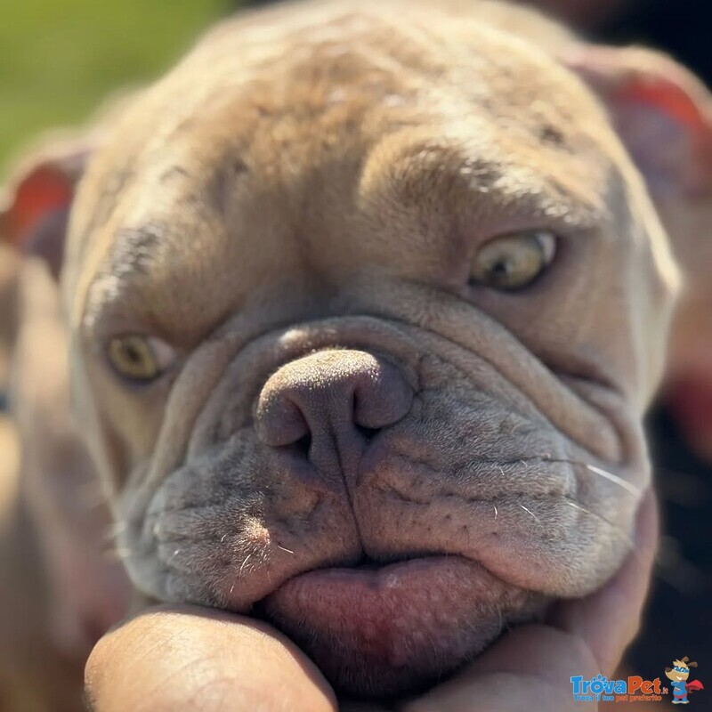 Eleonora - American Bully Pocket - 1 anno Cerca Casa - Foto n. 3