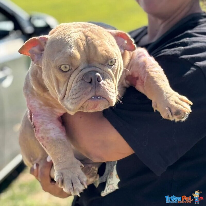Eleonora - American Bully Pocket - 1 anno Cerca Casa - Foto n. 4