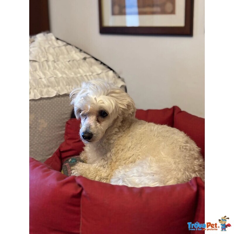 Shakira Dolcissima Chinese Crested dog con Pedigree Cerca Adozione! - Foto n. 2