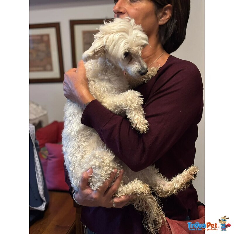 Shakira Dolcissima Chinese Crested dog con Pedigree Cerca Adozione! - Foto n. 3