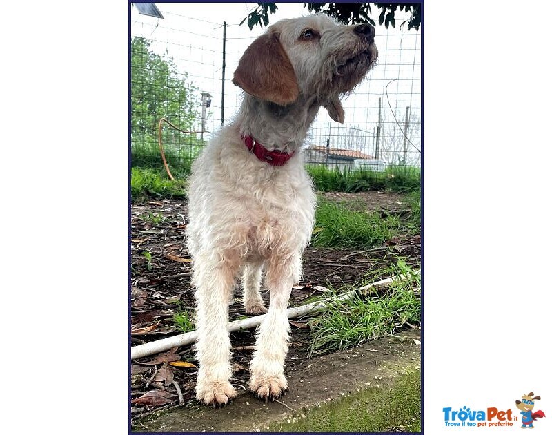 Spiga Tenera Spinoncina di 3anni - Foto n. 6