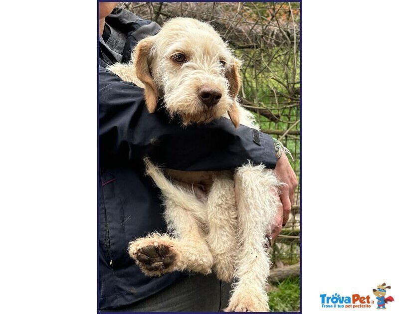 Spiga Tenera Spinoncina di 3anni - Foto n. 7