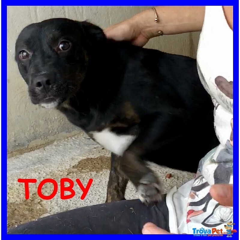 Toby 7anni Dolcissimo Coccolone - Foto n. 7