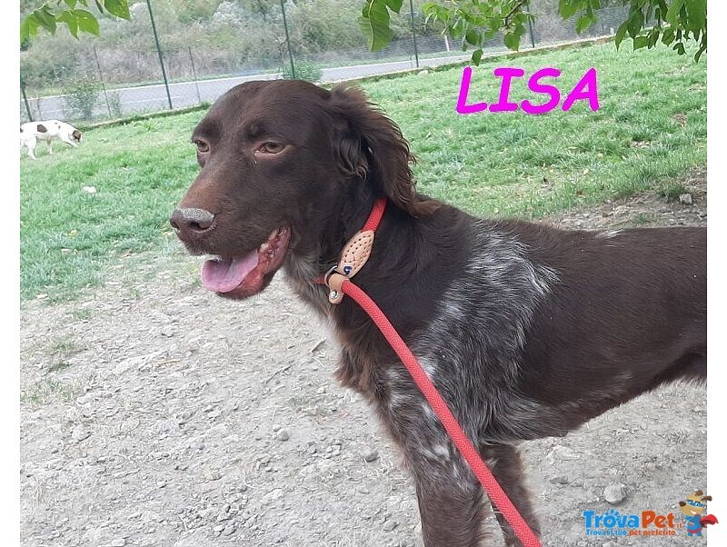 Lisa 2anni Timida Setterina - Foto n. 1