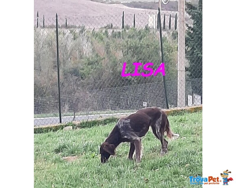 Lisa 2anni Timida Setterina - Foto n. 2