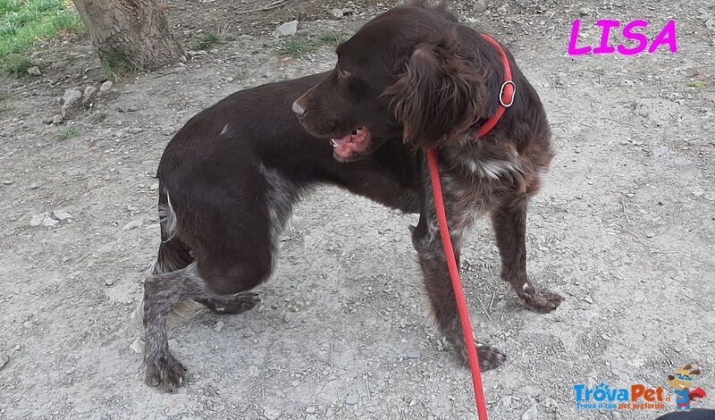 Lisa 2anni Timida Setterina - Foto n. 3