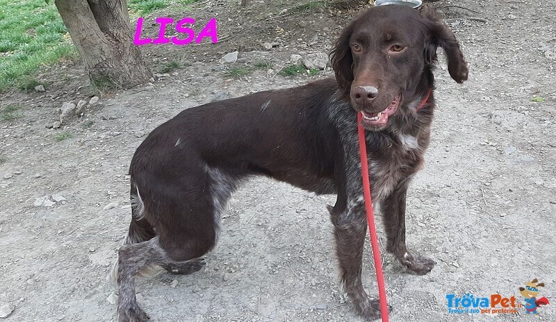 Lisa 2anni Timida Setterina - Foto n. 4