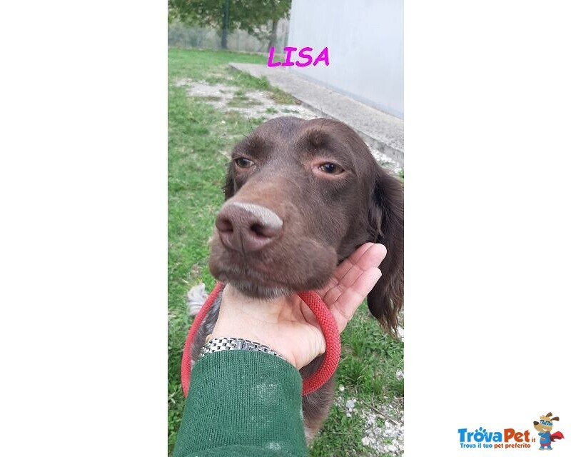 Lisa 2anni Timida Setterina - Foto n. 5