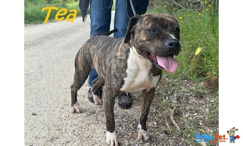 Tea 4anni un Amore di Pitbullina - Foto n. 5