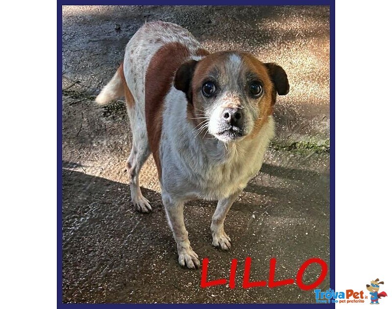 Lillo 8-9anni Adorabile Piccoletto - Foto n. 1