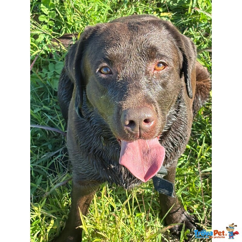 Zelda Dolcissima Labrador pura 4 anni Cerca casa - Adozione Latina e Lazio - Foto n. 1