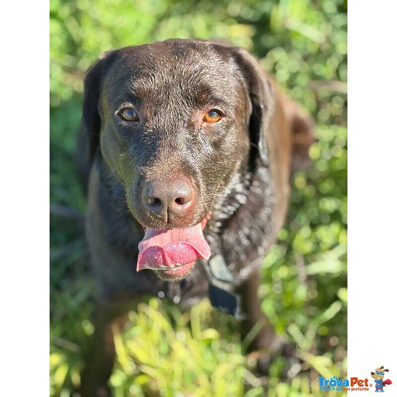 Zelda Dolcissima Labrador pura 4 anni Cerca casa - Adozione Latina e Lazio - Foto n. 2
