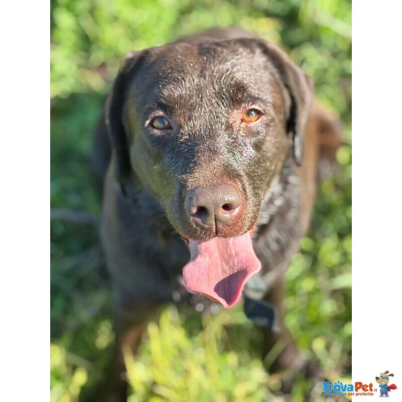 Zelda Dolcissima Labrador pura 4 anni Cerca casa - Adozione Latina e Lazio - Foto n. 3