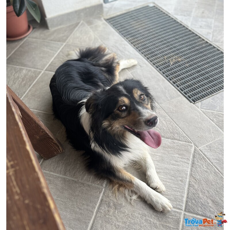 Do la Disponibilità del mio Cane, Pepe, All'accoppiamento. - Foto n. 1