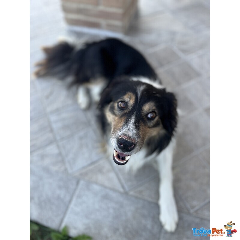 Do la Disponibilità del mio Cane, Pepe, All'accoppiamento. - Foto n. 2
