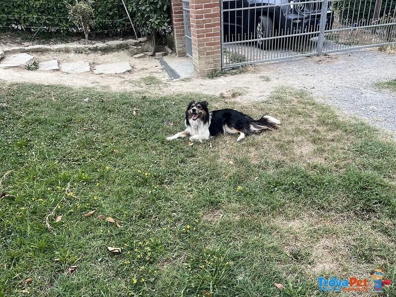 Do la Disponibilità del mio Cane, Pepe, All'accoppiamento. - Foto n. 3