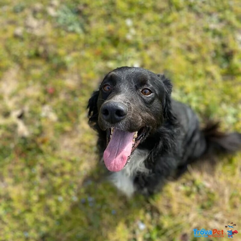 Prince Dolce Cagnolino Cerca casa - ha Vissuto per anni a Catena :((( - Foto n. 1