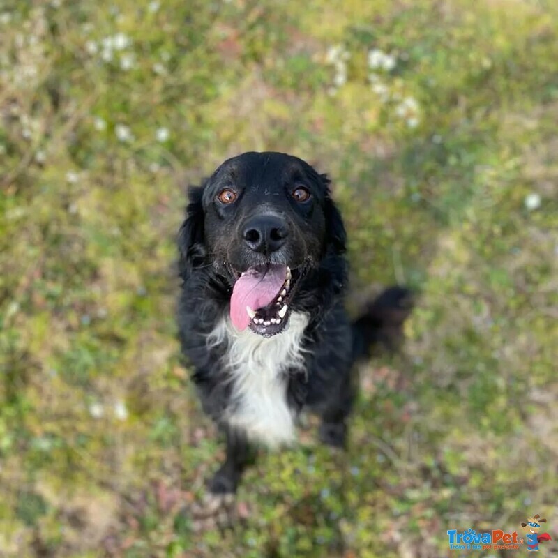 Prince Dolce Cagnolino Cerca casa - ha Vissuto per anni a Catena :((( - Foto n. 2