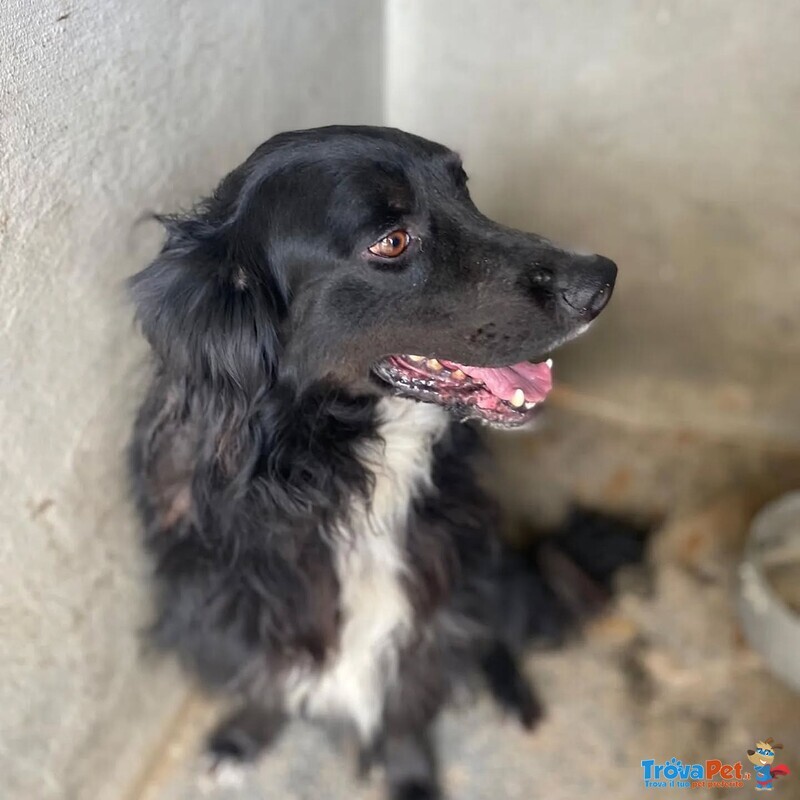 Prince Dolce Cagnolino Cerca casa - ha Vissuto per anni a Catena :((( - Foto n. 4