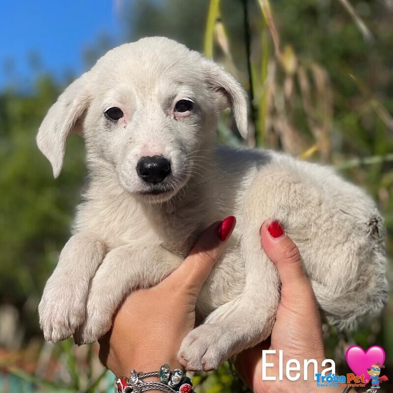 Elena Dolce Cucciola 2 mesi Cerca Adozione - Foto n. 1