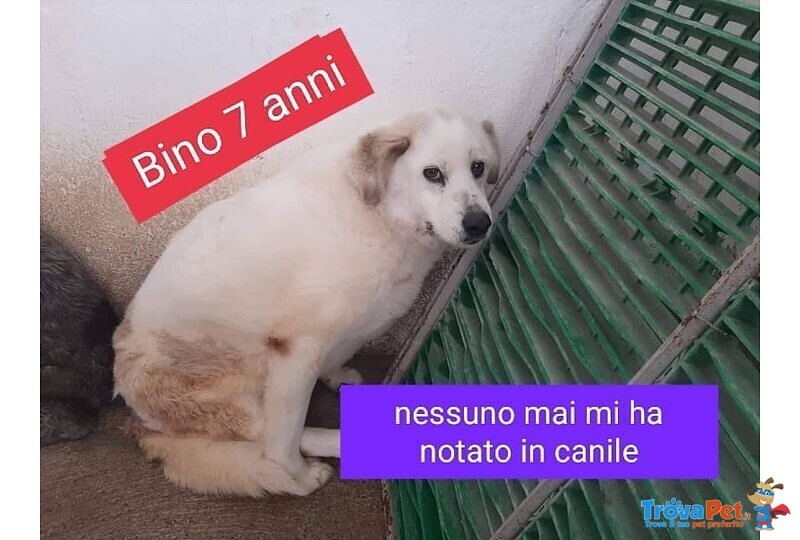 Bino un Altro Invisibile! - Foto n. 1