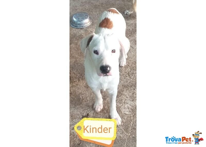 Kinder Dimenticato in Canile... - Foto n. 1