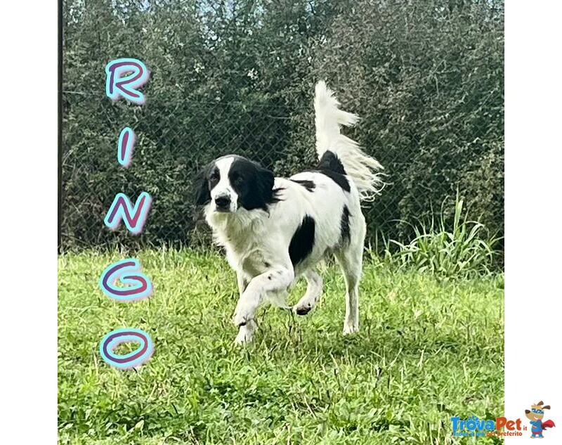 Ringo ha Bisogno di una Famiglia - un Simpaticone! - Foto n. 1