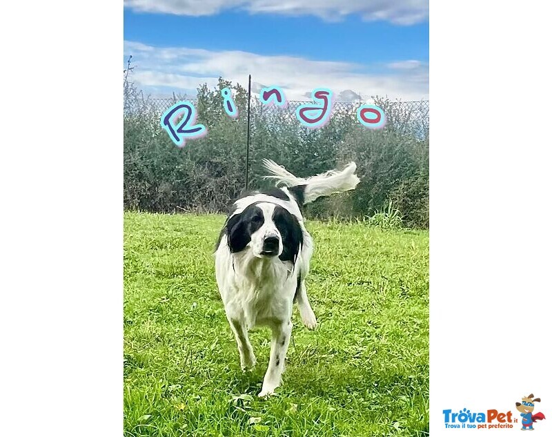 Ringo ha Bisogno di una Famiglia - un Simpaticone! - Foto n. 2