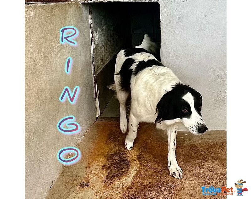 Ringo ha Bisogno di una Famiglia - un Simpaticone! - Foto n. 3