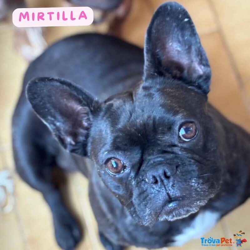Mirtilla Dolcissima Bulldog Francese Cerca Adozione! - Foto n. 1