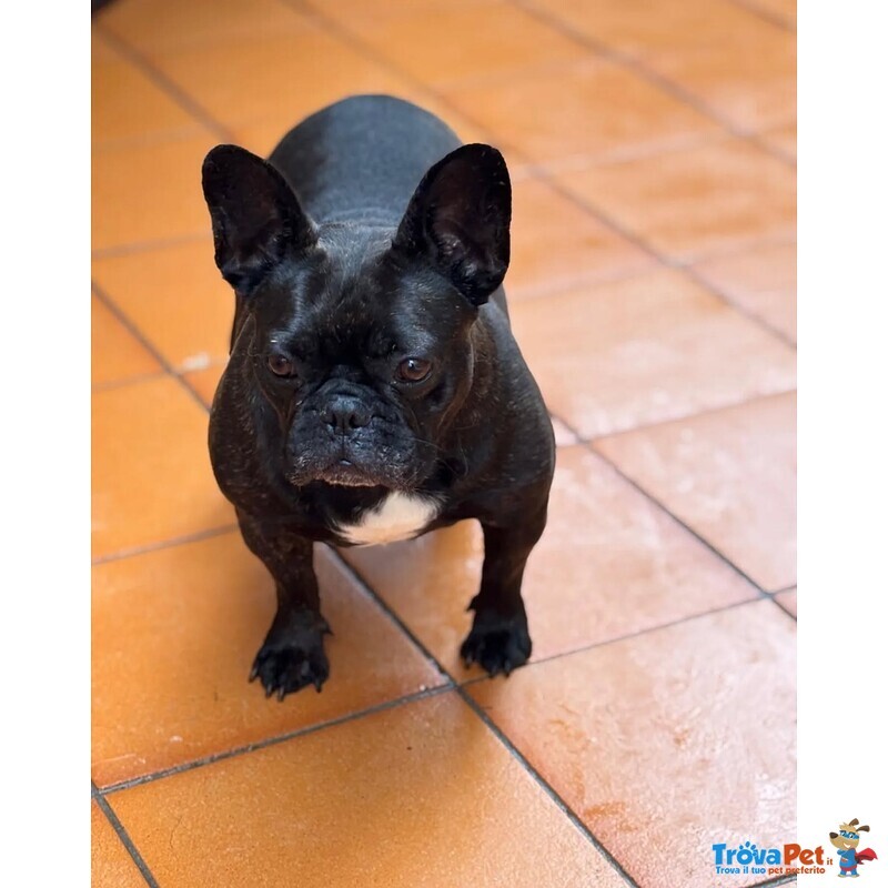 Mirtilla Dolcissima Bulldog Francese Cerca Adozione! - Foto n. 2