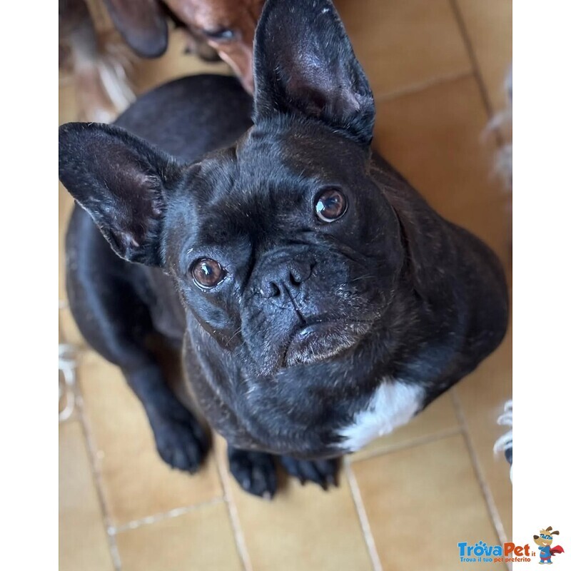 Mirtilla Dolcissima Bulldog Francese Cerca Adozione! - Foto n. 3